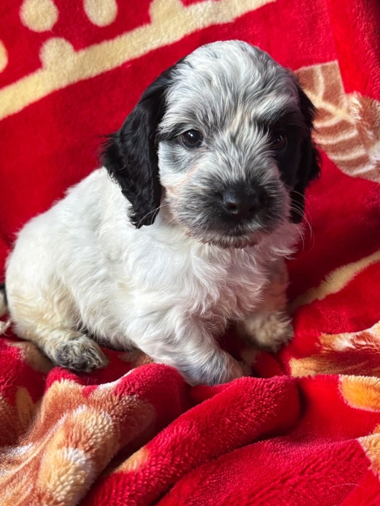 cocker poo x cocker spaniel puppies - 4 boys looking for loving homes - Ready soon