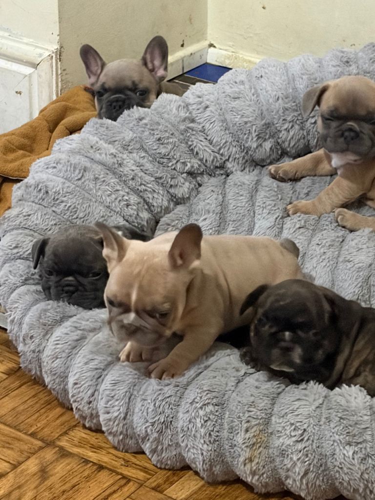 Kc reg pedigree French bulldog puppies