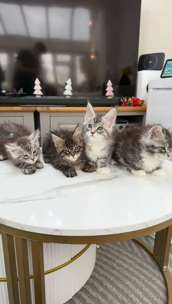 (Only TWO LEFT) Purebred Maine Coon Kittn girls
