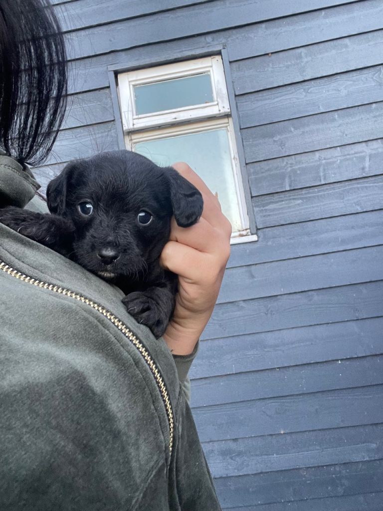 Doxie poo black puppy 