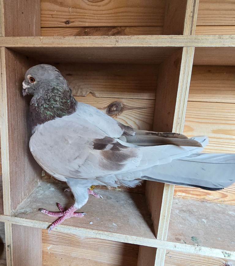 Pigeons 