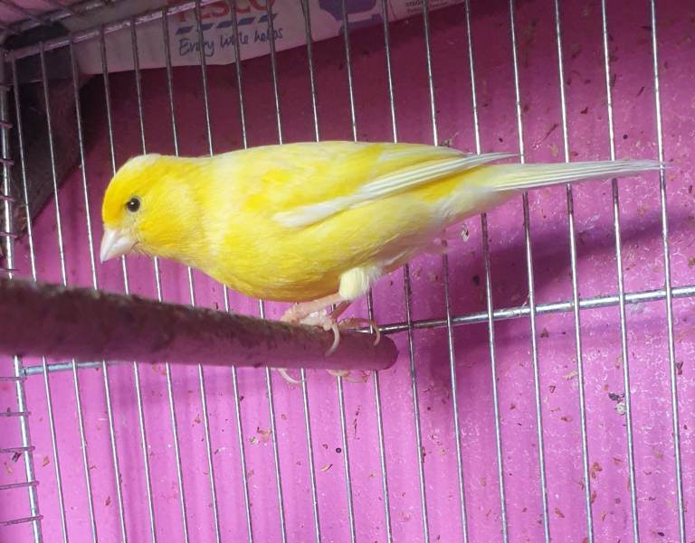 M ale Y ellow Canari  – Good Condition
