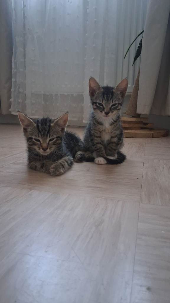 4 kittens