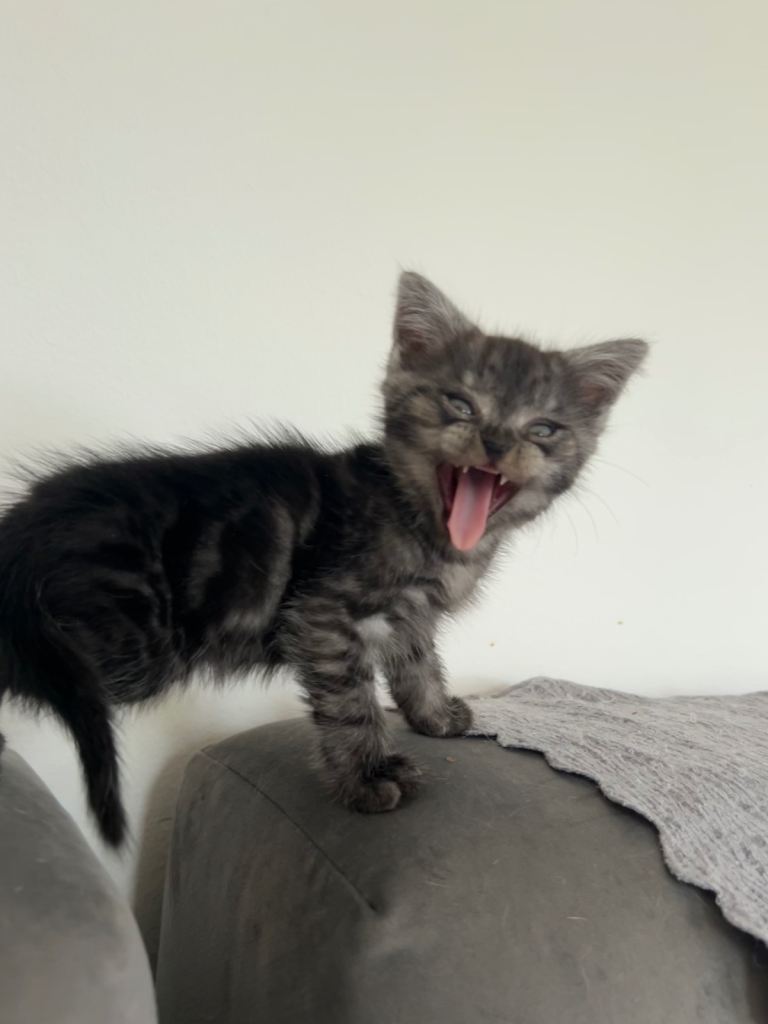 British shorthair mix persian mix