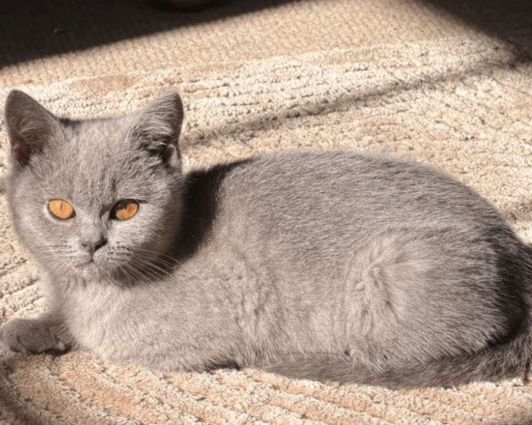 Blue British shorthair GCCF Registered Pedigree 