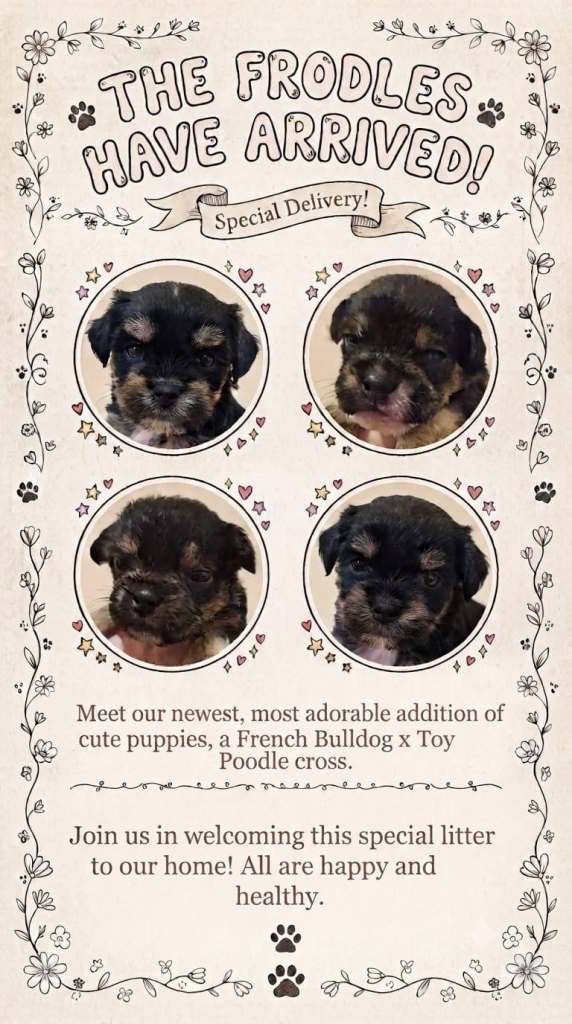 French bulldog X Poodle aka Floodle