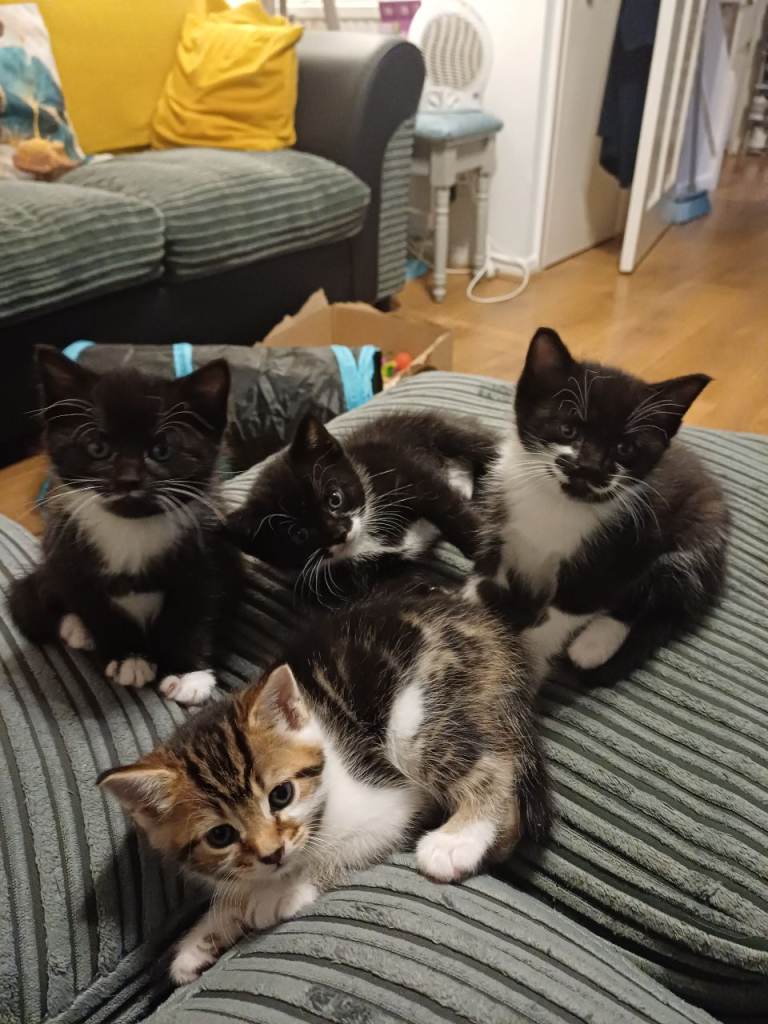 Affectionate kittens