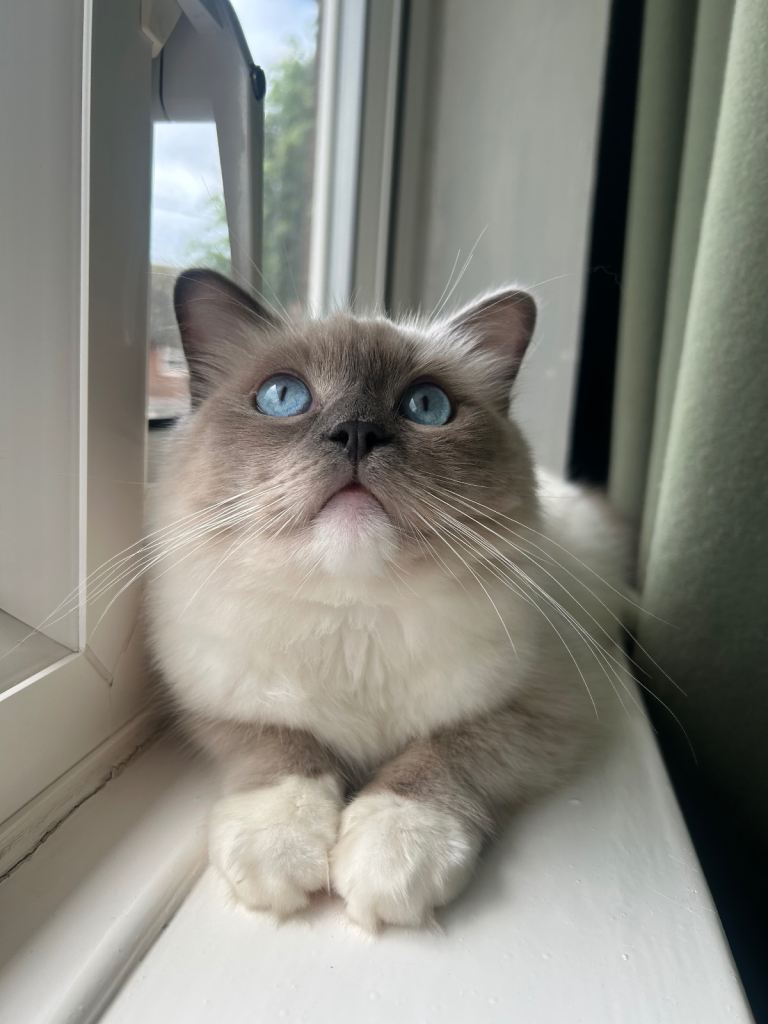 Ragdoll cat