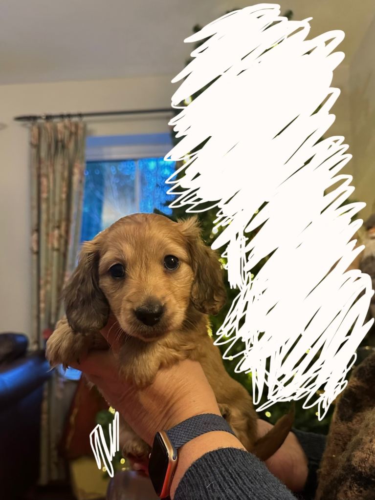 Long-haired miniature shaded cream dachshund puppy 🥰