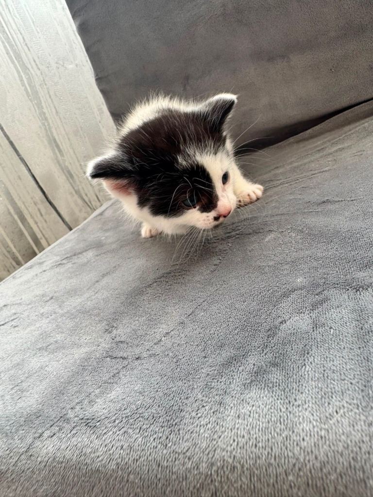 Kittens