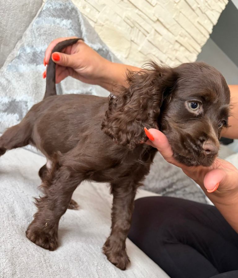 Cocker spaniel puppies looking for a new home 