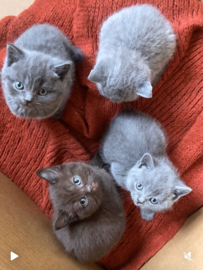 British Shorthair Kittens