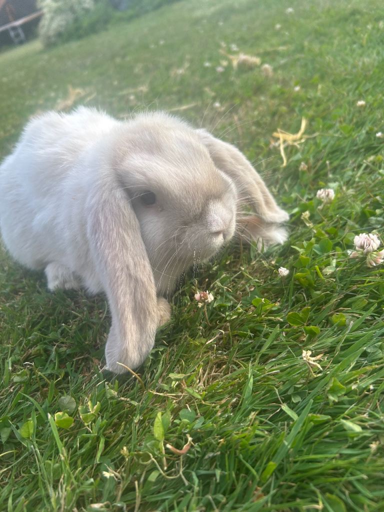 3 beautiful mini lops ready for there forever home 
