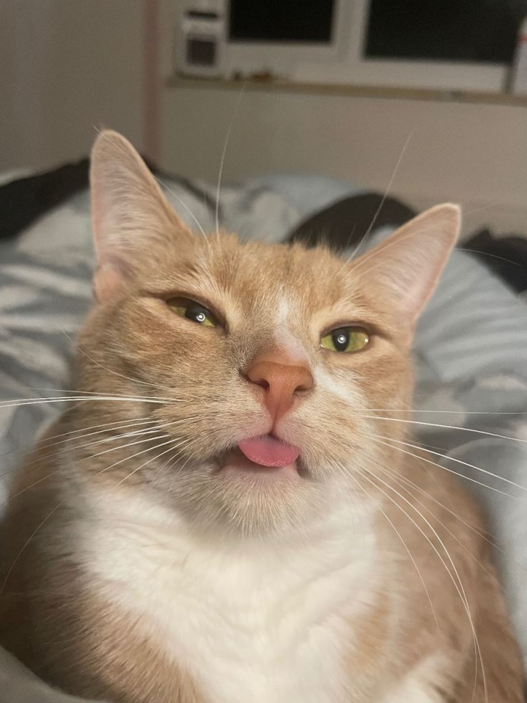  Mother and daughter need to find a forever home 