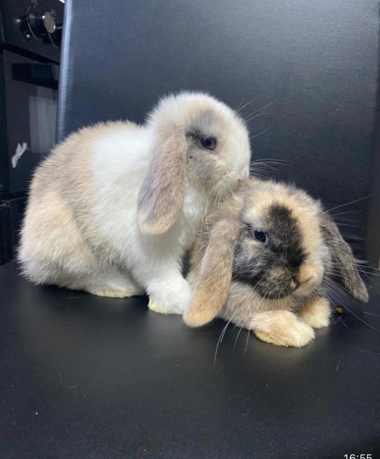 Adorable mini lops £65