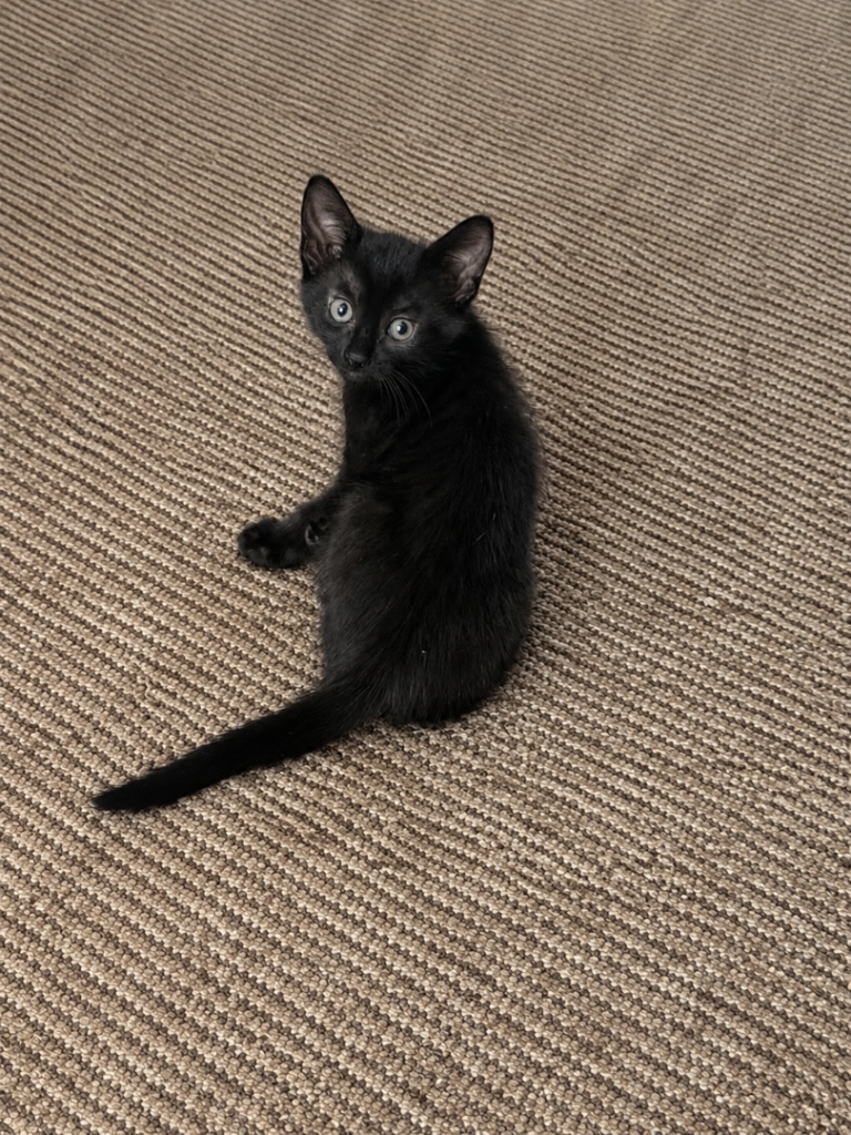 Kittens for sale 