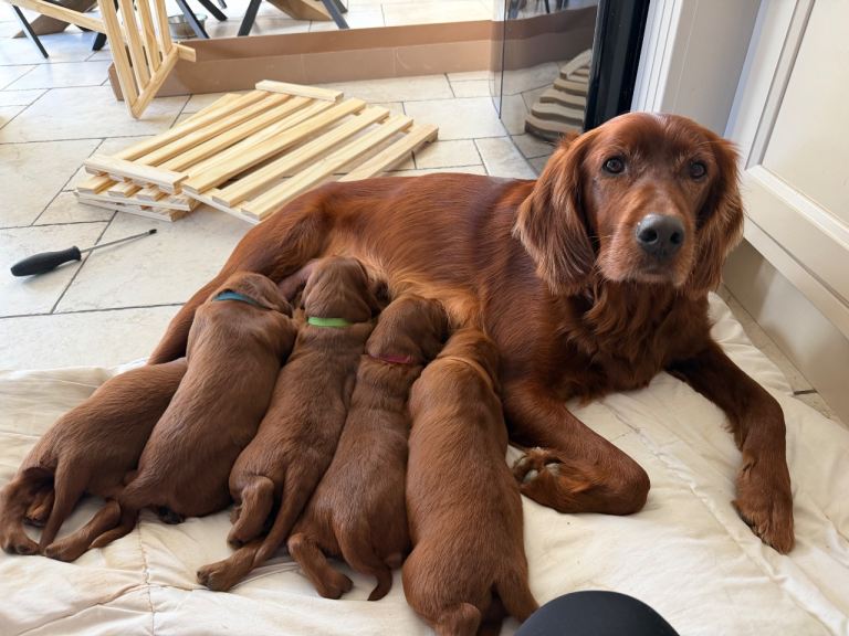 Irish Red Setter Puppies for sale
