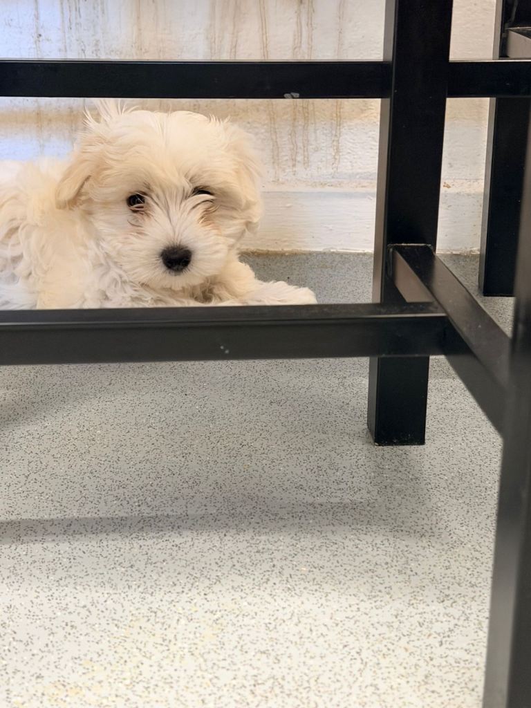 Beautiful Maltese Puppy – Vaccinated, Playful & Loving