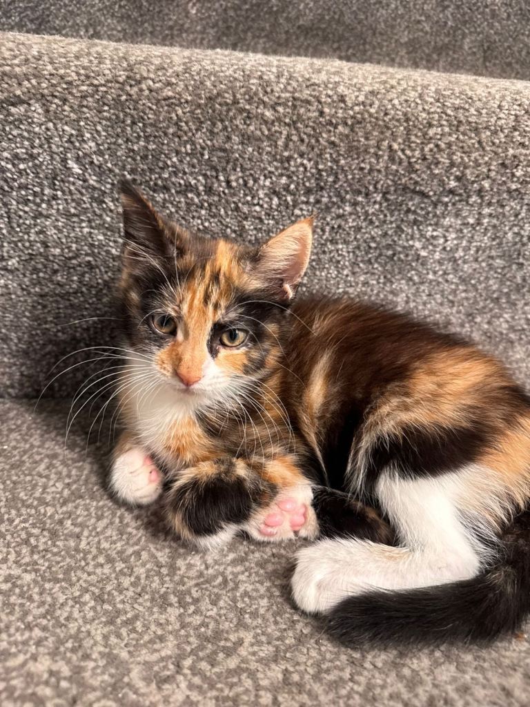 11 week old kittens
