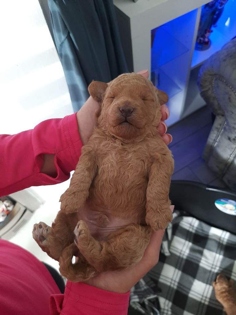 Puppies