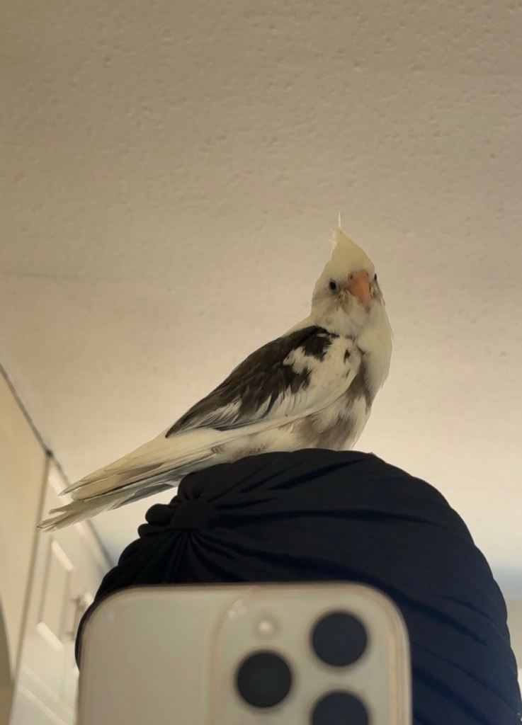 Baby Cockatiel for Sale – £200