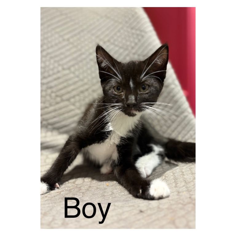 Kittens 12 weeks old. 