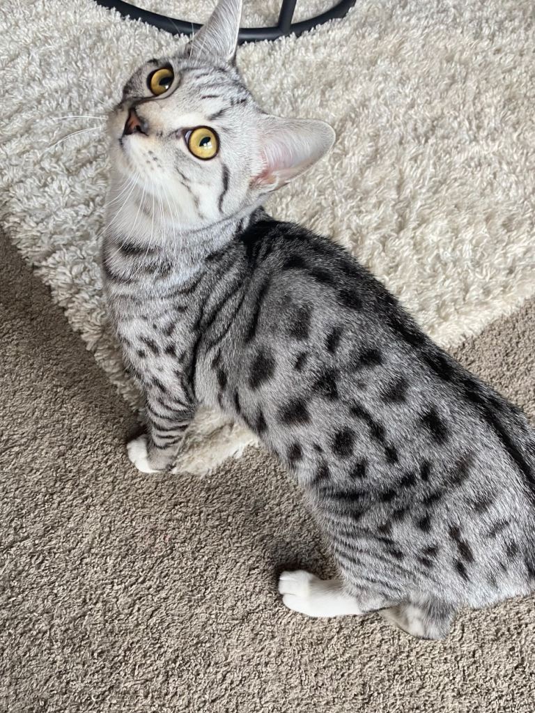 Mixed British short hair cat 