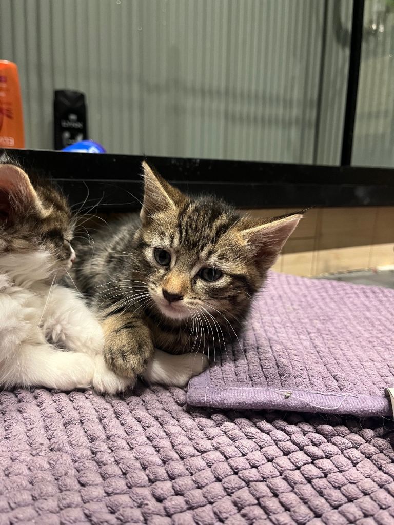 Fluffy kittens x 3