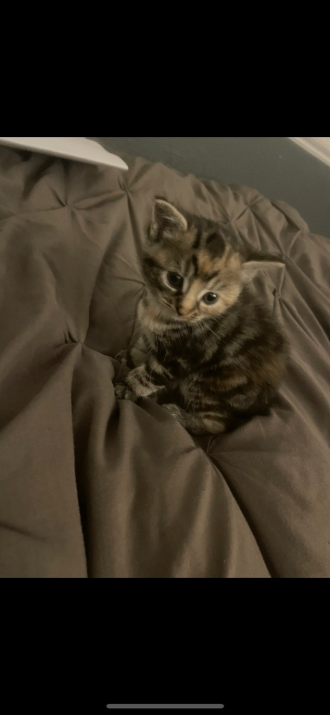 Female tabby 