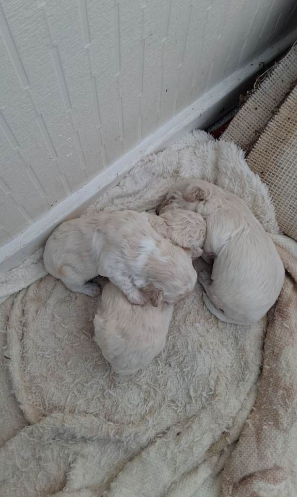 Loverly maltipoo puppys 3 weeks old 2 boys one girl