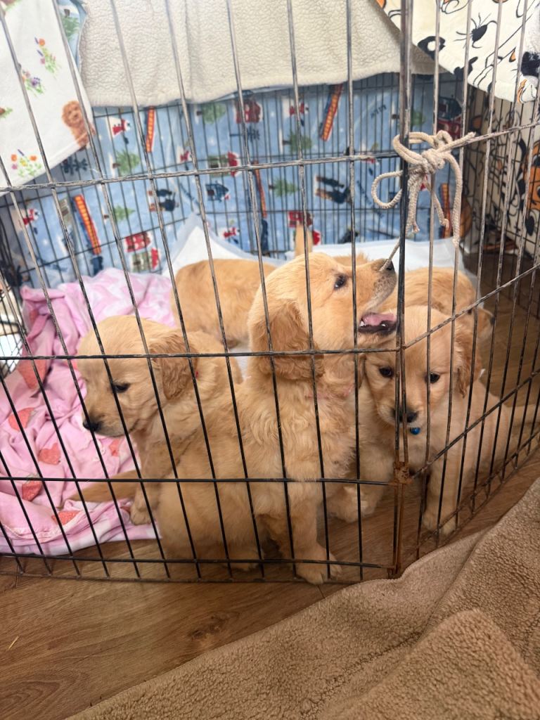 Golden retriever puppies 
