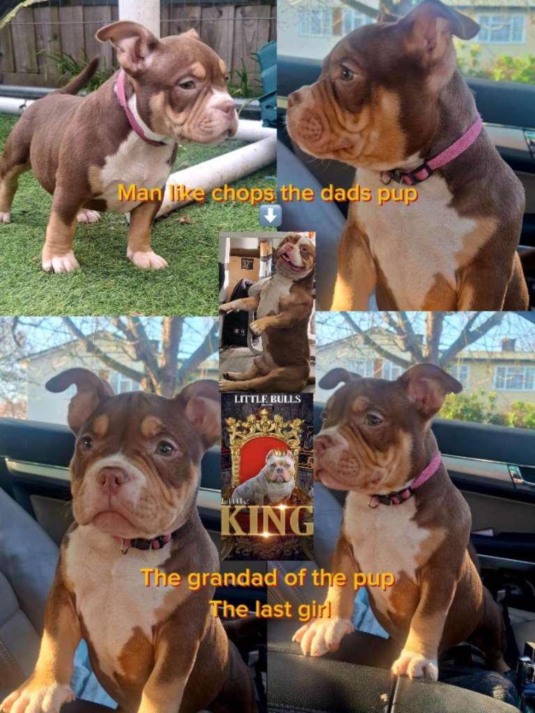 American bullies
