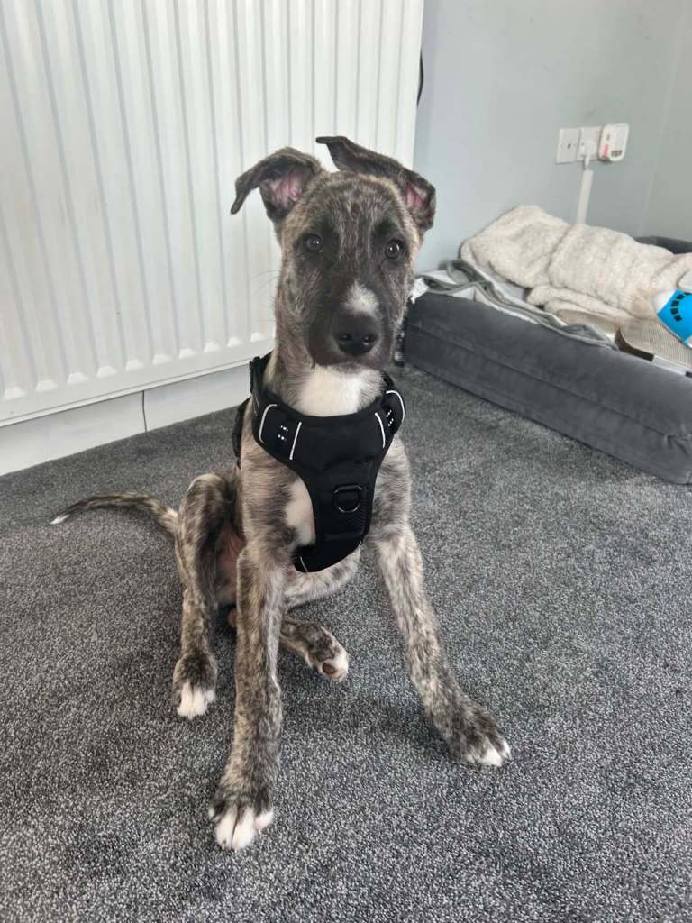 13 week old Irish wolf hound x greyhound 