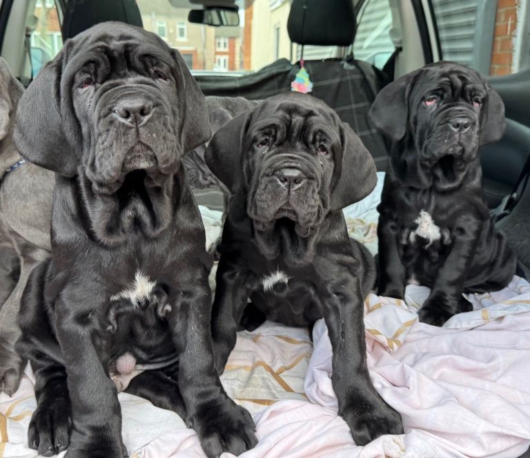 3 Neapolitan mastiff black female puppies Newcastle 