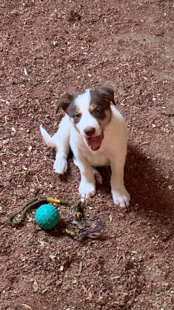Border collie puppies