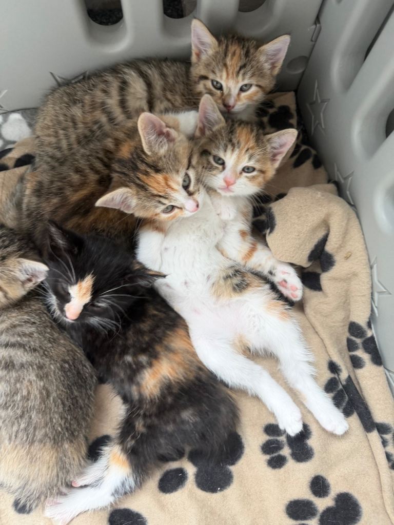 5 female kittens