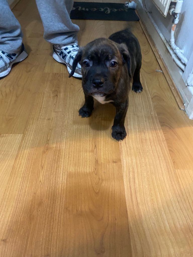 Staffordshire Bull Terrier & French Bulldog Hybrid