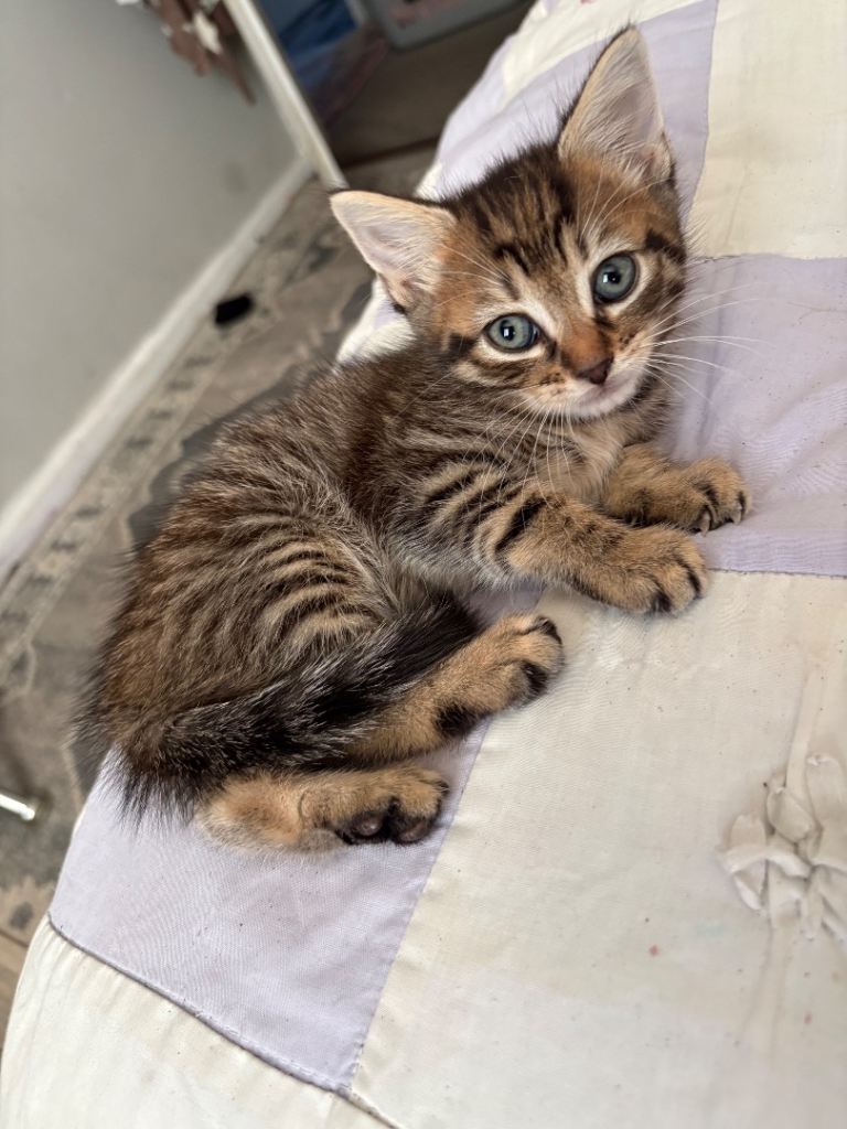 Beautiful tabby kittens looking for loving home