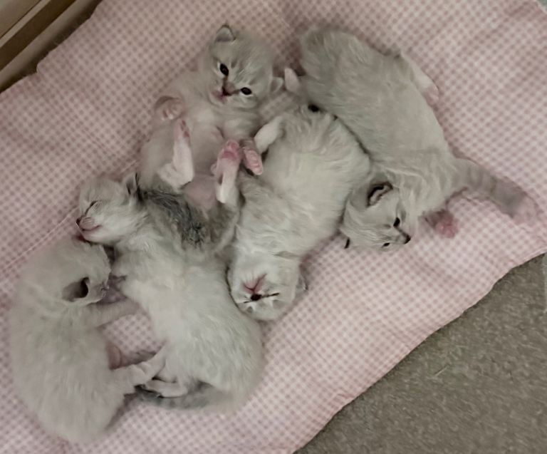 Beautiful Ragdoll kittens