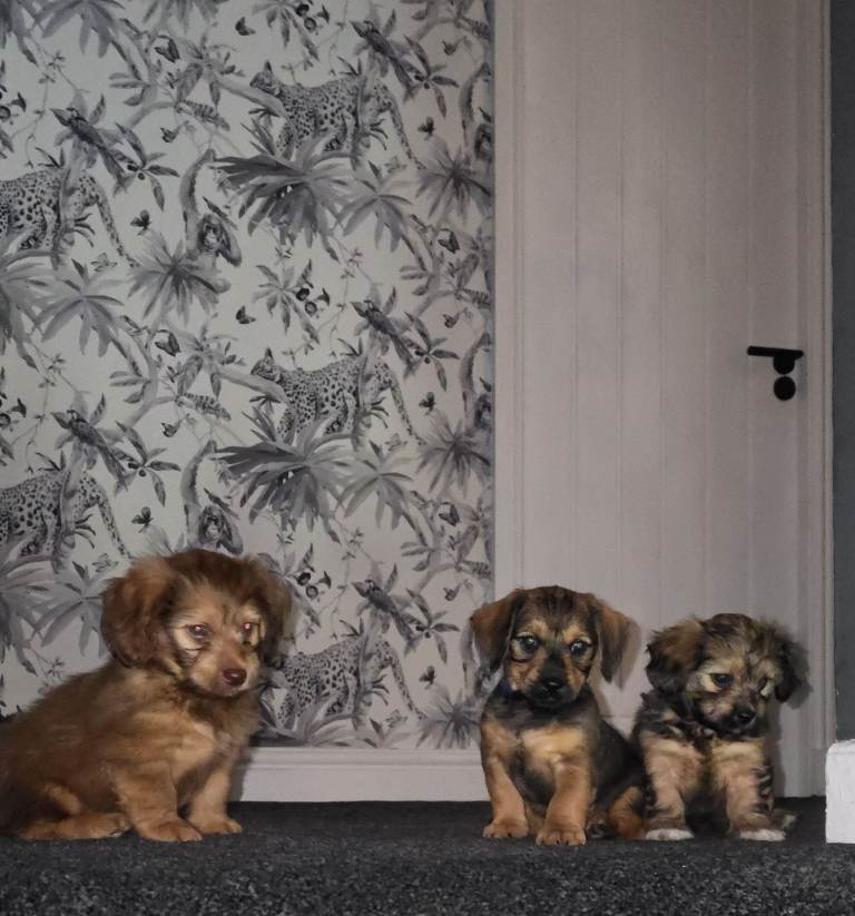 Schweenie Pups
