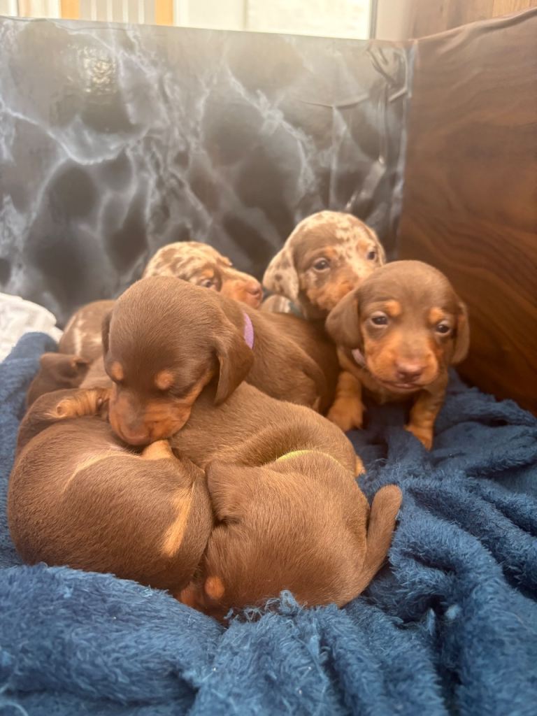  Miniature Dachshund Puppies