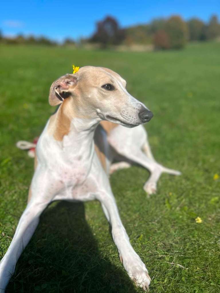 Whippets for sale