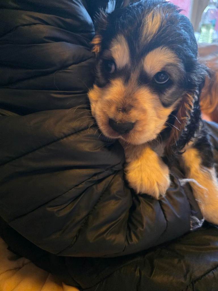 Stunning show type cocker spaniel pups