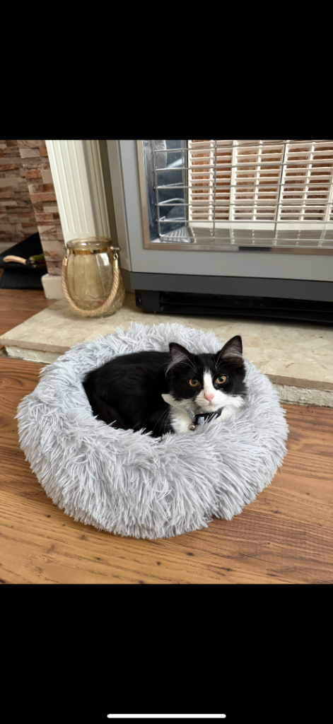 8 month old cat called Cleo 