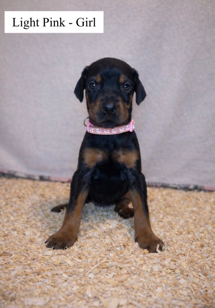 🩶 Top quality KC registered Doberman puppies! 🩶 * Ready to leave 21st Feb! *