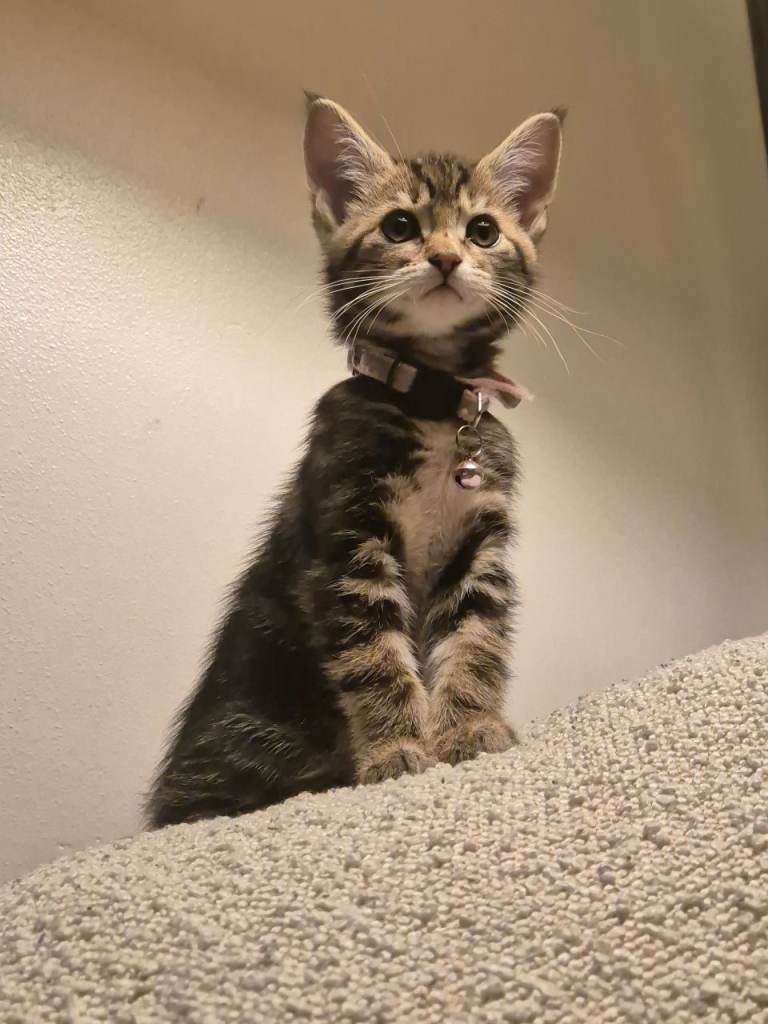 Beautiful Maine Coon X Ginger Kittens - Forever Homes