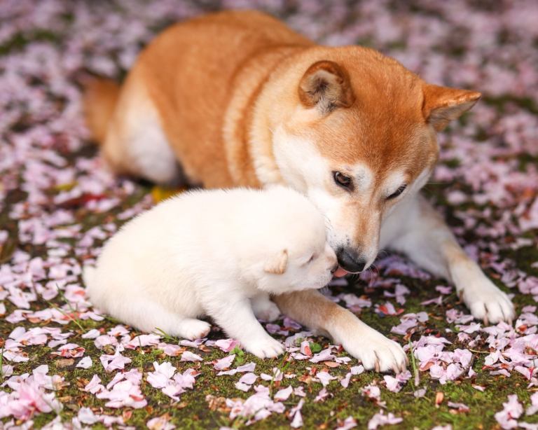Shiba Inu Puppy