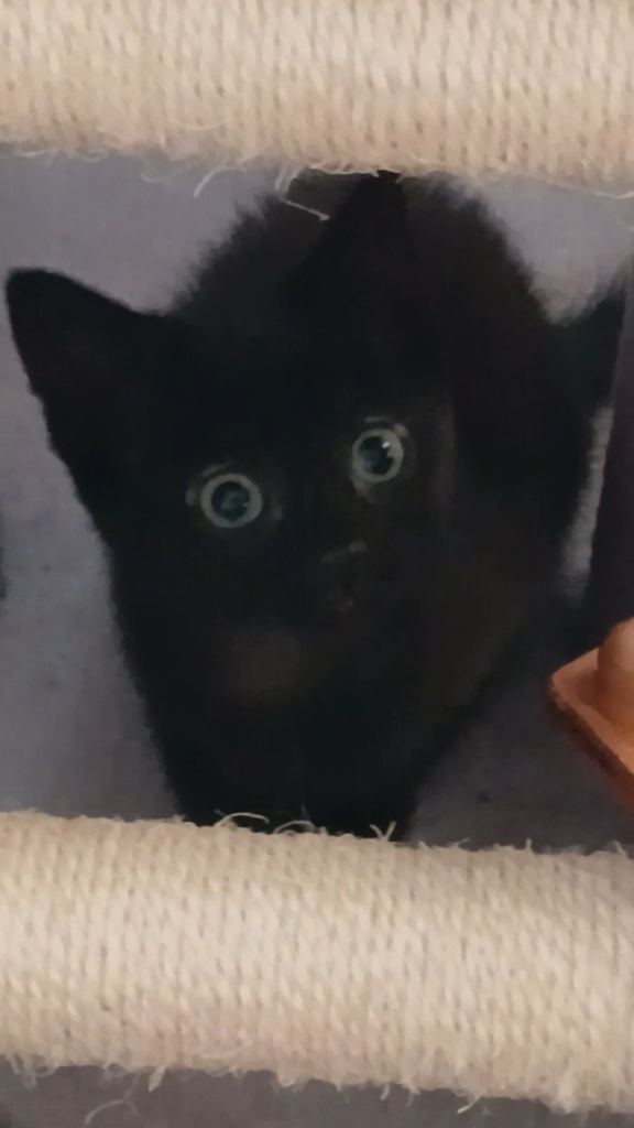 Kittens looking for forever home
