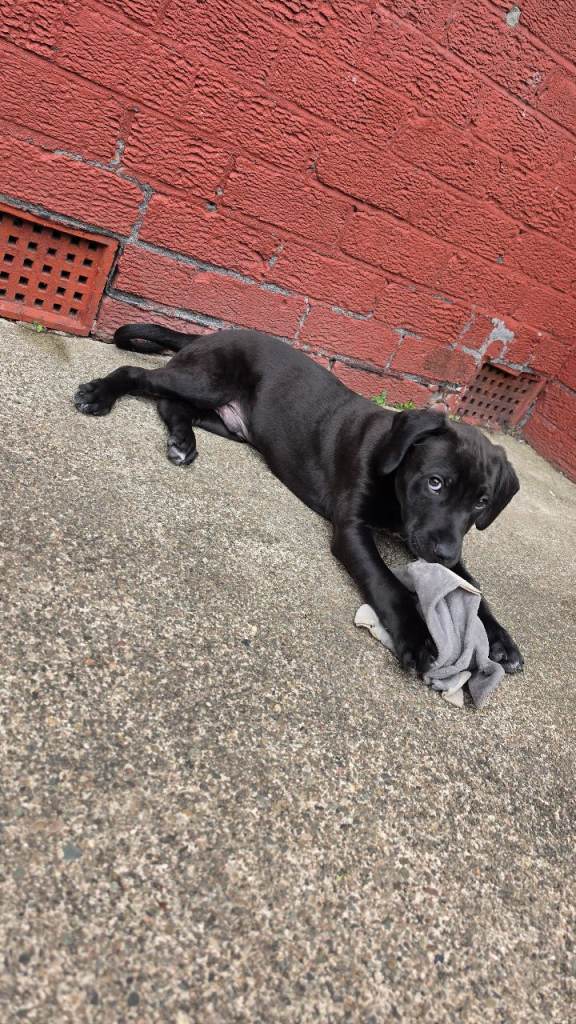 Male puppy for sale