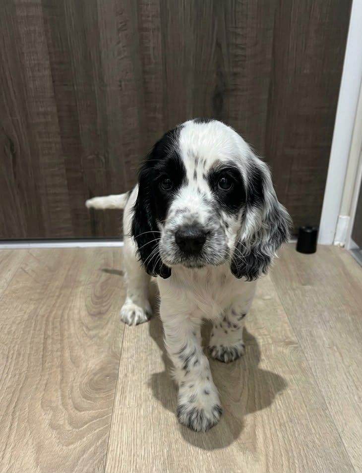 Gorgeous cocker spaniel puppies | in Southside, Glasgow | Gumtree